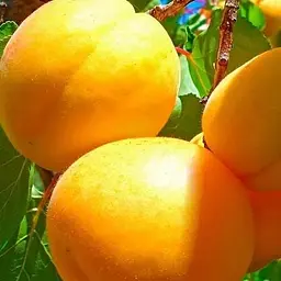 Саджанець Agro-Market Абрикос Шалах ананасовий (літній сорт, ранній термін дозрівання) (15757) 1 шт. в упаковці - мініатюра 2