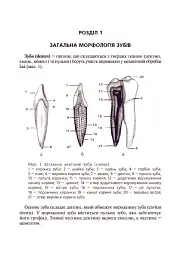 Основи клінічної морфології зубів - Рудольф Самусев - мініатюра 9