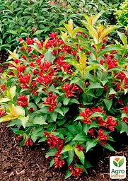 Саджанець Agro-Market Вейгела Eva Rathke (Weigela x hybrida) (177063) - мініатюра 2