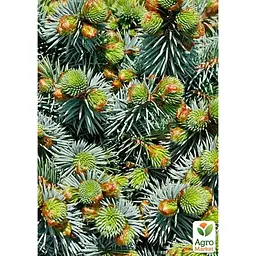 Саджанець Agro-Market Ялина на штамбі сітхінська Midget С5, висота 100-120 см (175129) - мініатюра 5