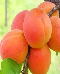 Саджанець Agro-Market Абрикос Петропавлівський (літній сорт, пізній термін дозрівання) (39867) 1 шт. в упаковці - мініатюра 4