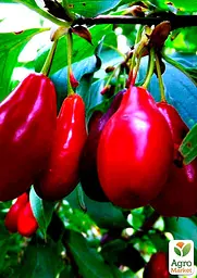 Саджанець Agro-Market Кизил Лук'янівський (середній термін дозрівання, один з найкращих сортів) 1 шт. в пакуванні (36052) - мініатюра 2