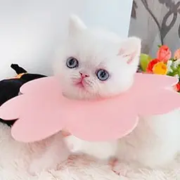 Захисний комір для котів Derby Sunflower Pink, S