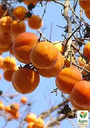 Саджанець Agro-Market Хурма Шарон на віргінській морозостійкій підщепі 1 шт. в упаковці (50085) - мініатюра 7