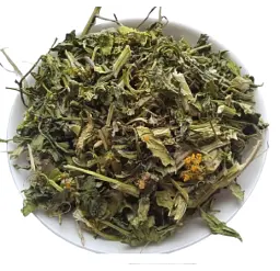 Свіріпа Трава Суріпиця Суріпка Свиріпа Barbarea vulgaris - мініатюра 1