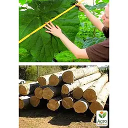 Саджанець Agro-Market Павловнія для деревини Paulownia Energy (Морозостійкий Superhybrid 33С) (50584) - мініатюра 4