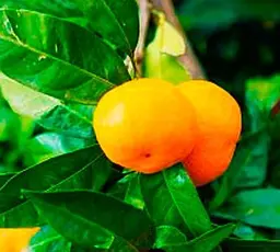 Саджанець Agro-Market Мандарин Міхо Васе (38554) 1 шт. в упаковці - мініатюра 2