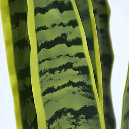 Штучна рослина Engard Sansevieria 57 см (TW-43) - мініатюра 6