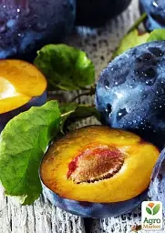 Саджанець Agro-Market Слива темно-синя Галактика (Galaxy) (канадська селекція, преміальний супер соковитий сорт) 1 шт. в упаковці (43987) - мініатюра 6
