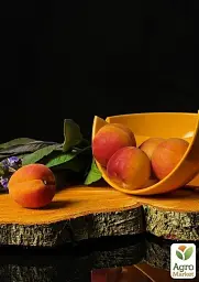 Саджанець Agro-Market Абрикос Ерлі Оранж (літній сорт, ранній термін дозрівання) 1 шт. в упаковці (21280) - мініатюра 7