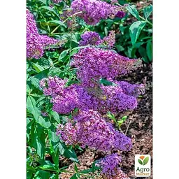 Саджанець Agro-Market Буддлея Gulliver (180439) 1 шт. в упаковці - мініатюра 3