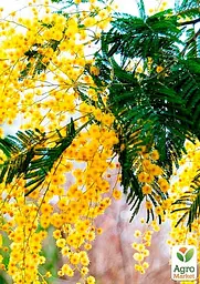 Саджанець Agro-Market Мімоза (Acacia Dealbata) (49843) - мініатюра 2