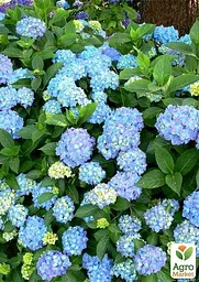 Саджанець Agro-Market Гортензія крупнолиста блакитна Блакитна ніжність (Blue tenderness) (44819) - мініатюра 3