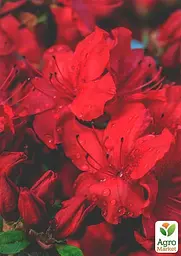 Саджанець Agro-Market Рододендрон червоний Нова Зембла (Nova Zembla) (25711) - мініатюра 3