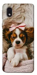 TPU чохол Demsky Sleepy spaniel для Samsung Galaxy M01 Core / A01 Core