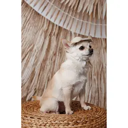 Панама Pet Fashion Gold для собак L - мініатюра 5