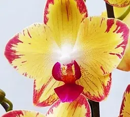 Саджанець Agro-Market Орхідея (Phalaenopsis) Papagayo (166283) 1 шт. в упаковці - мініатюра 2