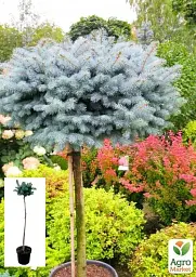Саджанець Agro-Market Ялина колюча Глаука Глобоза (Picea pungens Glauca Globosa) S3 висота штамбу 70-100 см 1 шт. в упаковці (62800) - мініатюра 2