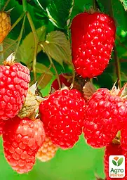 Малина Agro-Market "Зюгана" (один з провідних ремонтантних сортів) 1-річний саджанець (189492) 1 шт в упаковці - мініатюра 2