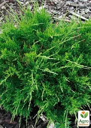 Саджанець Agro-Market Ялівець середній Pfitzeriana (ком/сітка) діаметр 50-60 см 1 шт. в упаковці (175611) - мініатюра 5