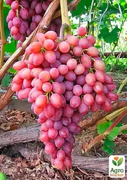 Саджанець Agro-Market Безнасінний сорт винограду Кишмиш Таїровський 1 шт. в пакуванні (178733) - мініатюра 2