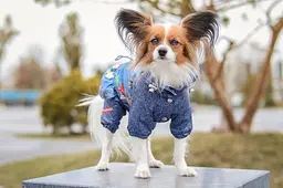 Комбінезон Smart Pet Роуз - мініатюра 4