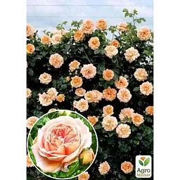 Саджанець Agro-Market Троянда плетиста Полька (клас АА +) вищий сорт (44196) 1 шт. - мініатюра 2