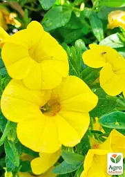 Саджанець Agro-Market Калібрахоа Calipetite Yellow 1 шт. в упаковці (178518) - мініатюра 3