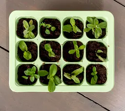 Міні-теплиця Kinzo Garden 12 комірок - мініатюра 11
