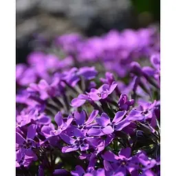 Саджанець Agro-Market Флокс шилоподібний Purple Beauty (квітковий килим) (183661) 1 шт. - мініатюра 2