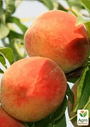 Саджанець Agro-Market Персик Інка (літній сорт, пізній термін дозрівання) 1 шт. в упаковці (39916) - мініатюра 3