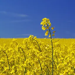 Насіння ріпаку Насіння Країни 1 кг - мініатюра 3