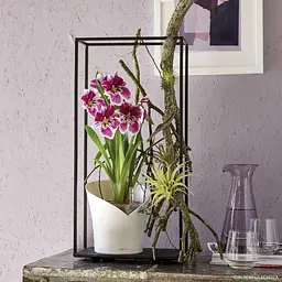 Вазон Lechuza Orchidea, 1 л, сірий (13961) - мініатюра 9