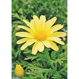 Саджанець Agro-Market Аргірантемум La Rita Yellow (контейнер №10 висота 15 см) (177096) 1 шт. в упаковці - мініатюра 3