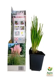 Саджанець Agro-Market Кортадерія Срібляста Rose (пампасна трава) 1 шт. в упаковці (62785) - мініатюра 2