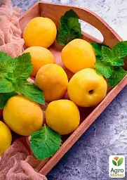 Саджанець Agro-Market Абрикос Ананасний (середній термін дозрівання) 1 шт. в упаковці (35456) - мініатюра 4