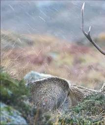Wildlife of Britain and Ireland - мініатюра 7
