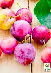 Саджанець Agro-Market Слива Голлівуд (літній сорт, середній термін дозрівання) 1 шт. в упаковці (39964) - мініатюра 2