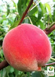 Саджанець Agro-Market Персик Харнас (літній сорт, ранній термін дозрівання) 1 шт. в упаковці (25786) - мініатюра 3
