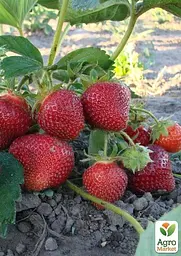Саджанець Agro-Market Полуниця Луїза (Louise) (ремонтантний сорт) 5 шт. в пакуванні (37289) - мініатюра 3