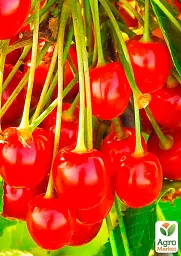 Саджанець Agro-Market Черешня рожева Сонячна куля (літній сорт, ранній термін дозрівання) 1 шт. в упаковці (21360) - мініатюра 2