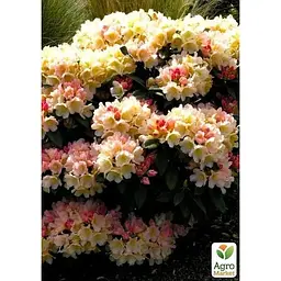 Саджанець Agro-Market Рододендрон Golden Torch (49189) 1 шт. в упаковці - мініатюра 4