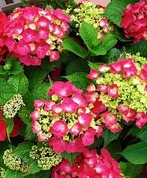 Гортензія Agro-Market Leuchtfeuer крупнолиста рожево-червона 1 саджанець в упаковці (45629) - мініатюра 4