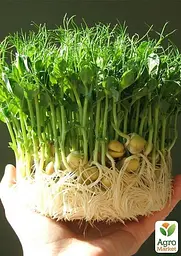 Насіння Agro-Market Мікрозелень горох у банці 40 г (45206) - мініатюра 3
