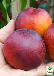 Саджанець Agro-Market Нектарин Сан Глоу (лисий персик, літній сорт, середній термін дозрівання) 1 шт. в упаковці (37421) - мініатюра 2