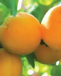 Саджанець Agro-Market Абрикос Голд Рич (літній сорт, середній термін дозрівання) (25774) 1 шт. в упаковці - мініатюра 2