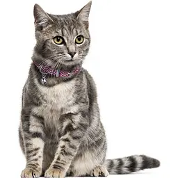 Нашийник для котів BronzeDog Barksi Classic Море шкіряний одинарний з срібним тисненням 2XS 18-25х1 см рожевий - мініатюра 4