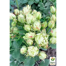 Троянда дрібноквіткова (спрей) Agro-Market Лувіана саджанець класу АА+ вищий сорт 1 шт. в упаковці (178468) - мініатюра 2