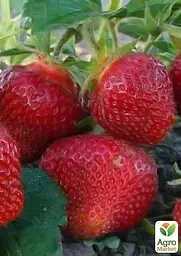 Саджанець Agro-Market Полуниця Розана Київська (ранній термін дозрівання, сорт з підвищеною зимостійкістю) 5 шт. в пакуванні (25712) - мініатюра 3