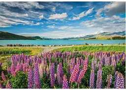 Пазл Clementoni High Quality Collection: Люпини на озері Текапо, Нова Зеландія (High Quality Collection - Lupins At Lake Tekapo Puzzle - 1500 pcs.), 1500 ел. (31731) - мініатюра 2